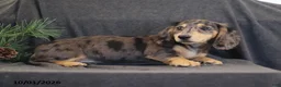 Miniature Dachshund dogs for sale: Venus - Ad 4