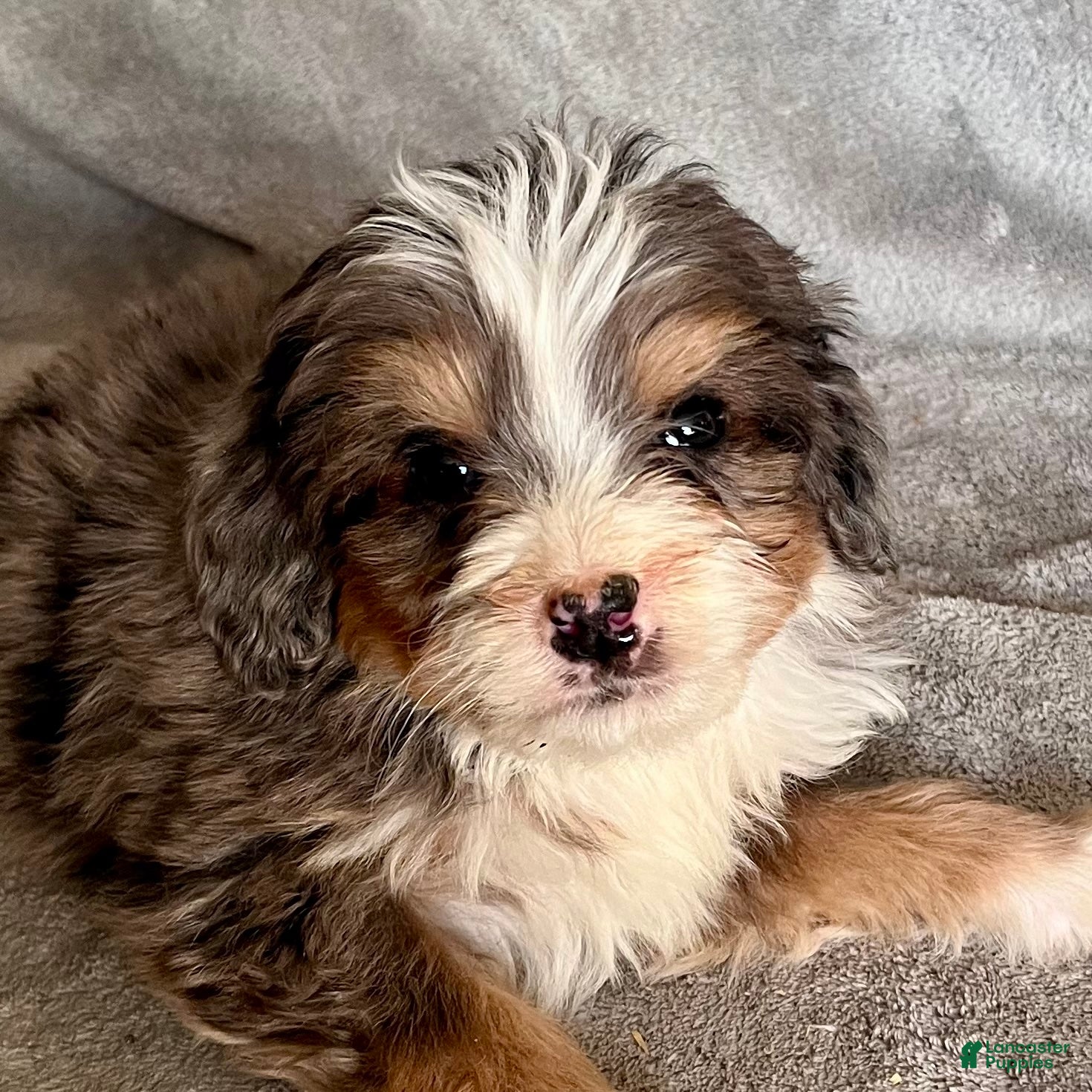 Bernedoodle dogs Jasper - Ad 40