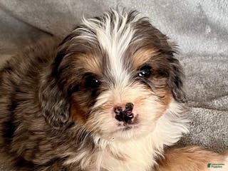 Bernedoodle dogs Jasper - Ad 31