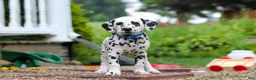 Dalmatian dogs for sale: Tasha - Ad 9