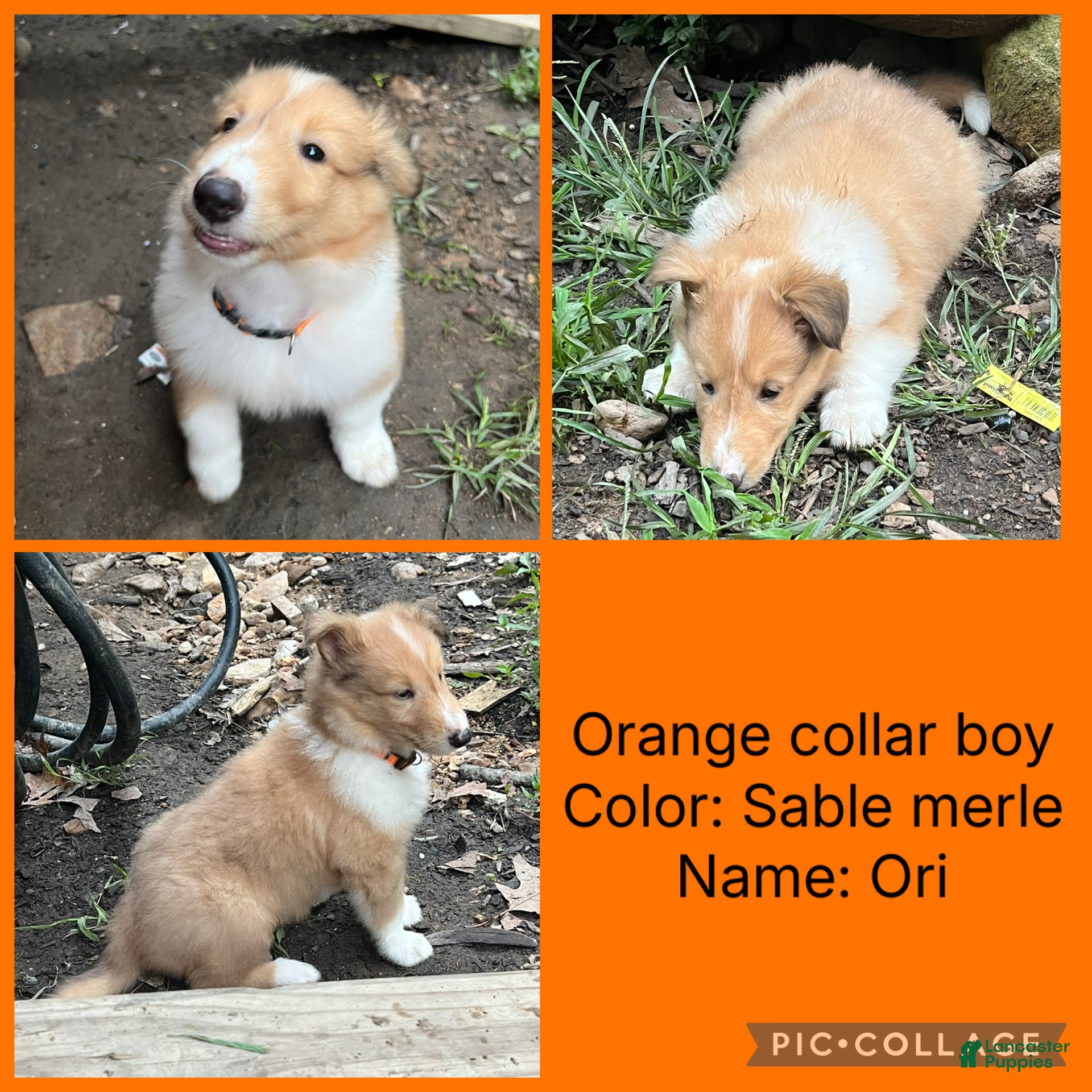 Collie dogs ori - Ad 1