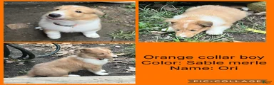 ori