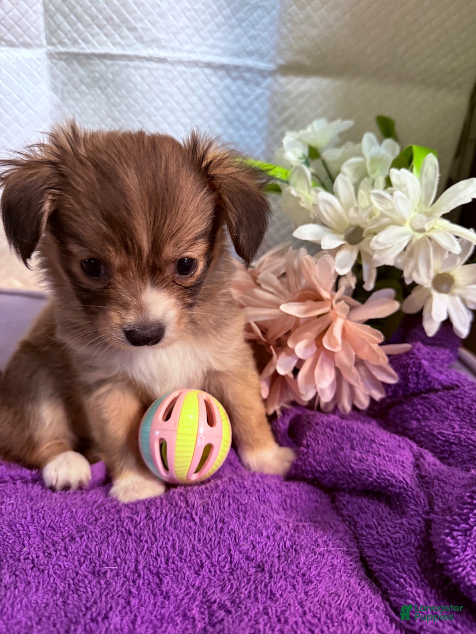 Mixed Breed dogs Mixed Breed 3 - Ad 1