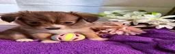 Mixed Breed dogs for sale: Mixed Breed 3 - Ad 1