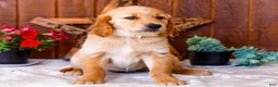Golden Retriever dogs for sale: Calla - Ad 4
