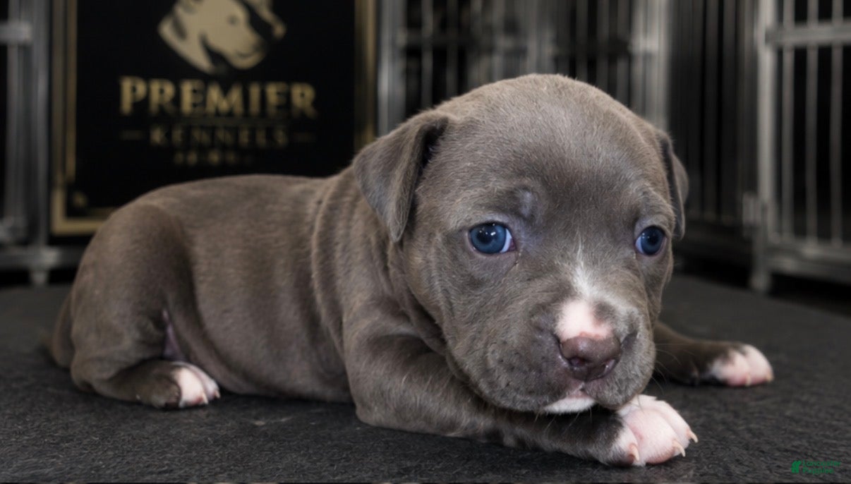 American Bully dogs Lola - Ad 2