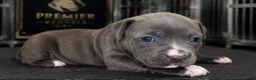 American Bully dogs for sale: Lola - Ad 2