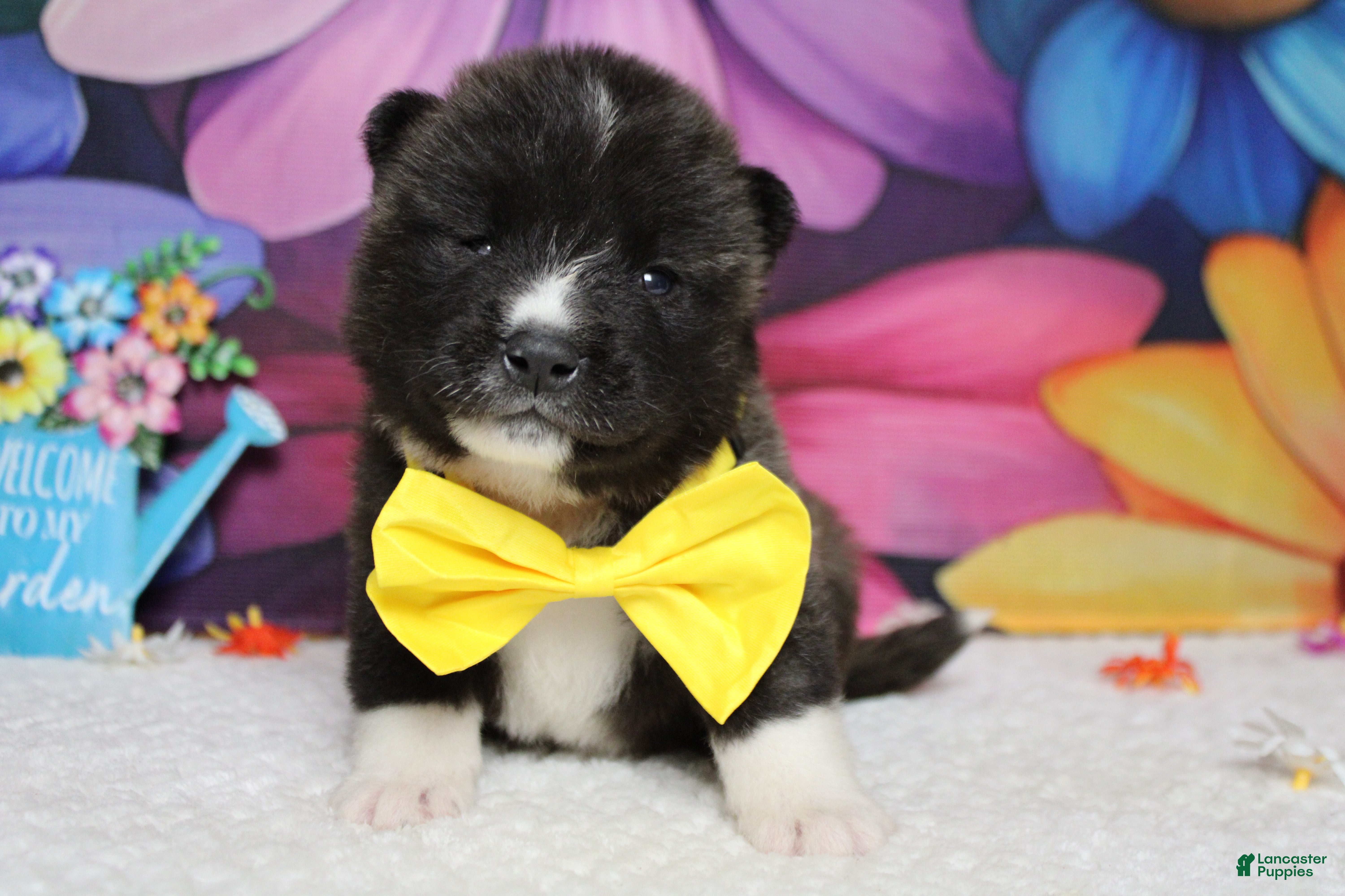 Akita dogs Gala - Ad 12