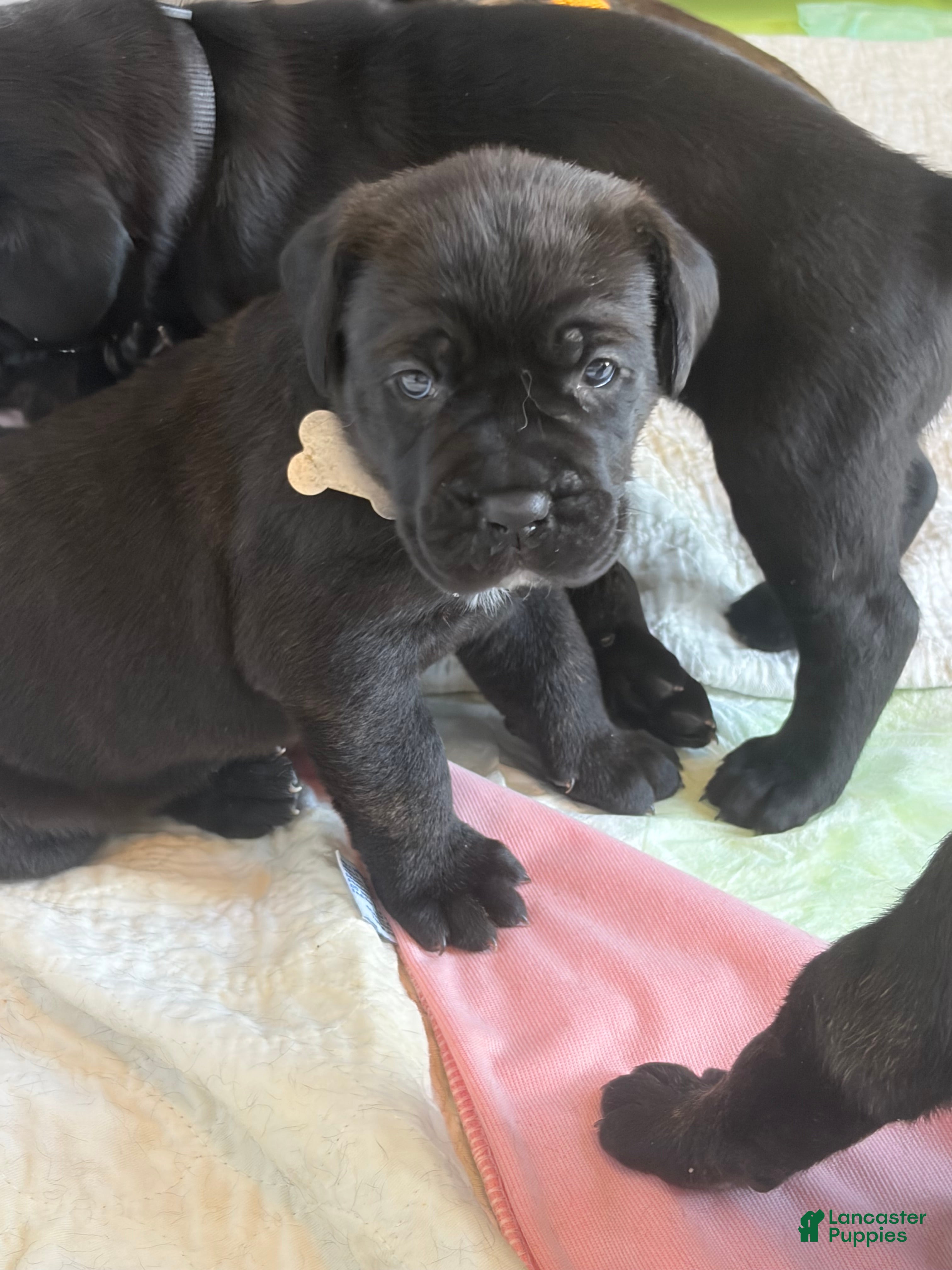 Cane Corso dogs Cane Corso 1 - Ad 34