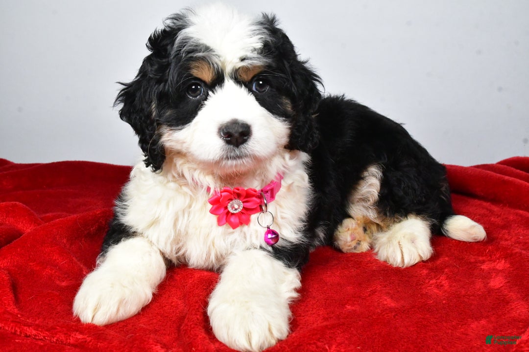 Mixed Breed dogs for sale: Carmel - Ad 1