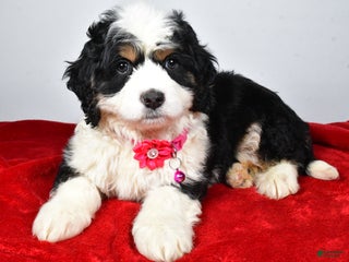 Mixed Breed dogs Carmel - Ad 21