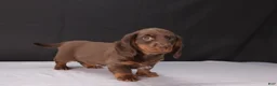 Dachshund dogs for sale: Kacie - Ad 9