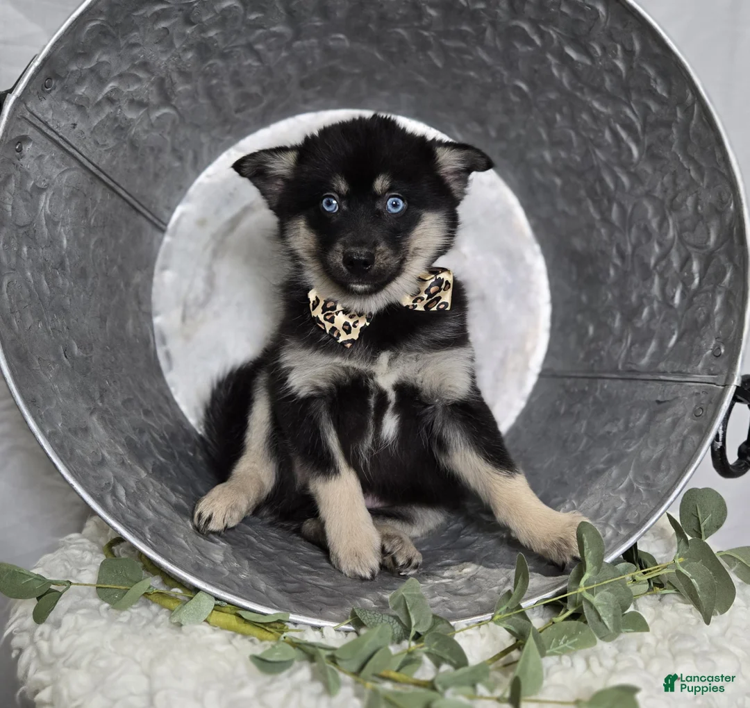Pomsky dogs for sale: Timber - Ad 2