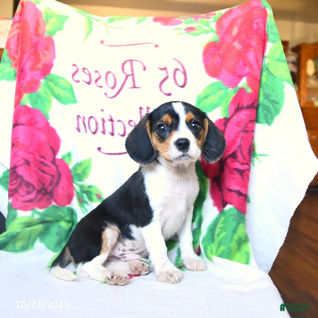 Beaglier dogs for sale: Everett - Ad 1