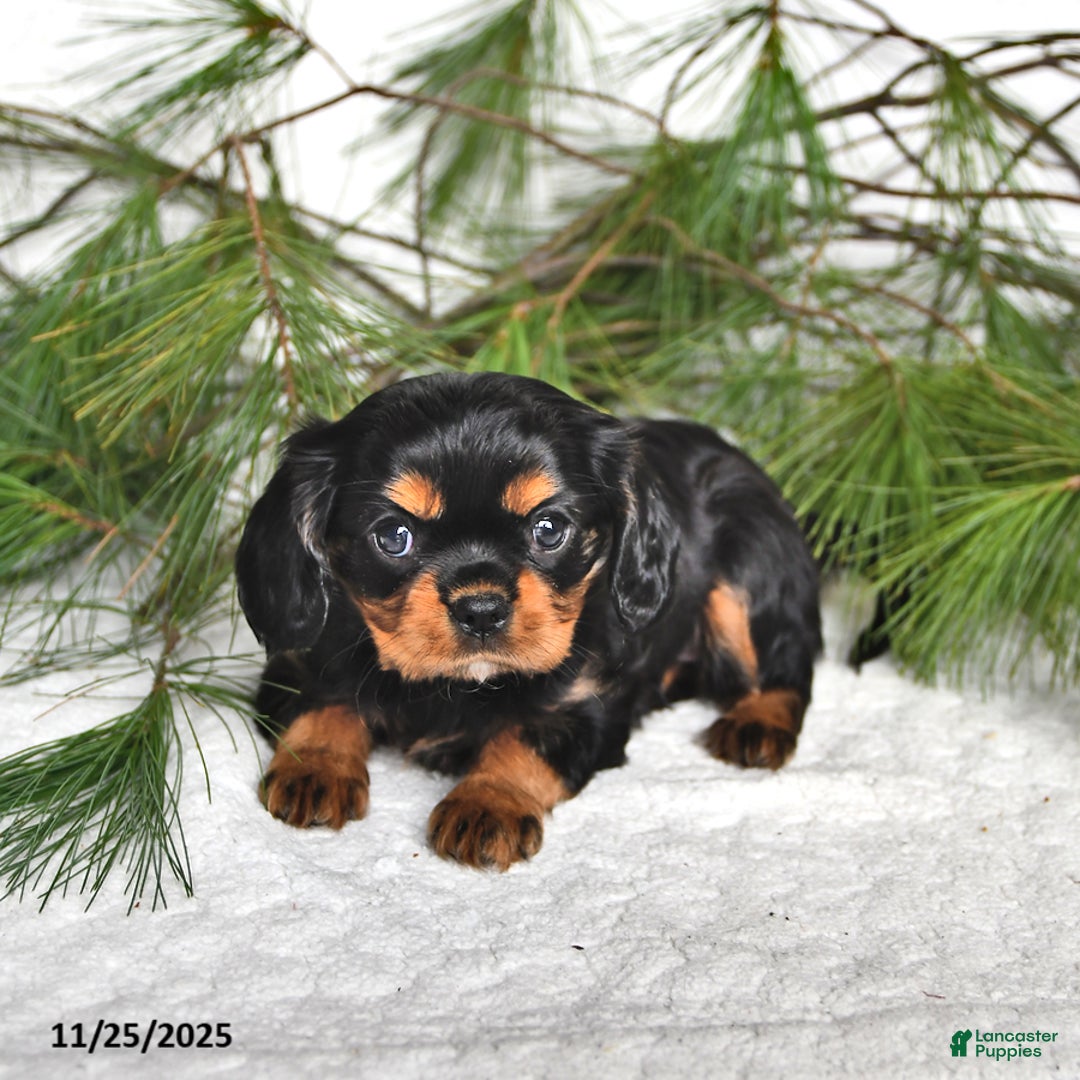 Cavalier King Charles Spaniel dogs for sale: Audrey- (chocolate carrier) - Ad 2