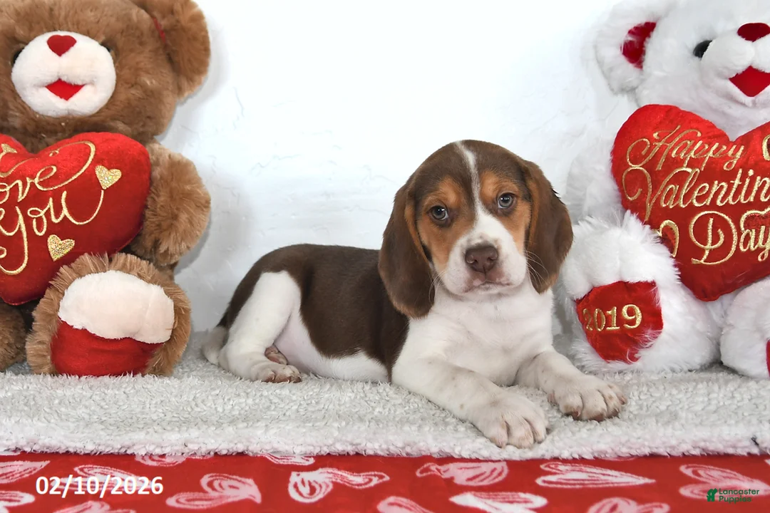Beagle dogs for sale: Winston - Ad 2