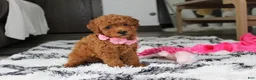 Bichpoo dogs for sale: Jenny - Ad 10