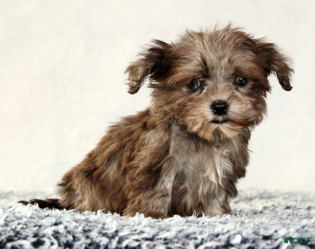 Havapoo dogs for sale: Parker - Ad 7