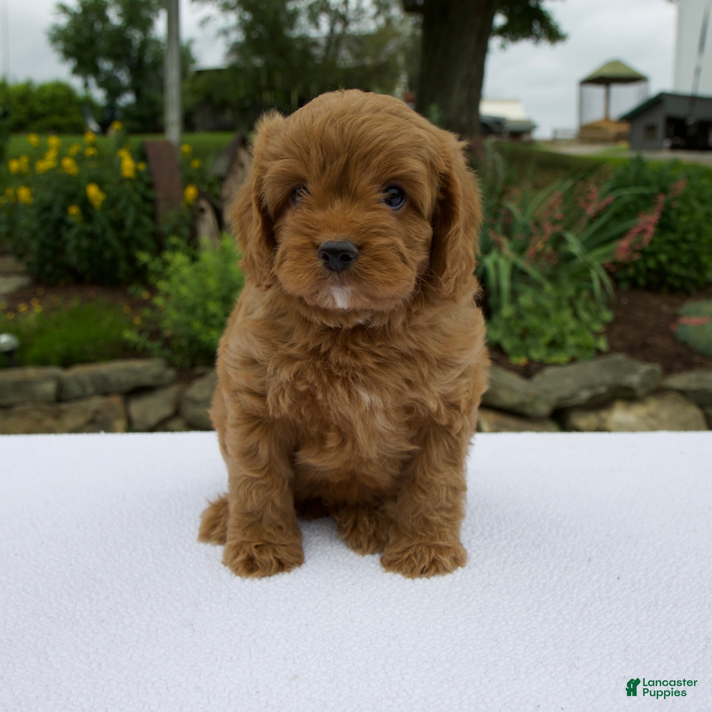 Cavapoo dogs Gage - Ad 1