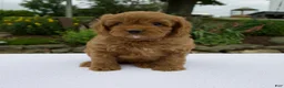 Cavapoo dogs for sale: Gage - Ad 1