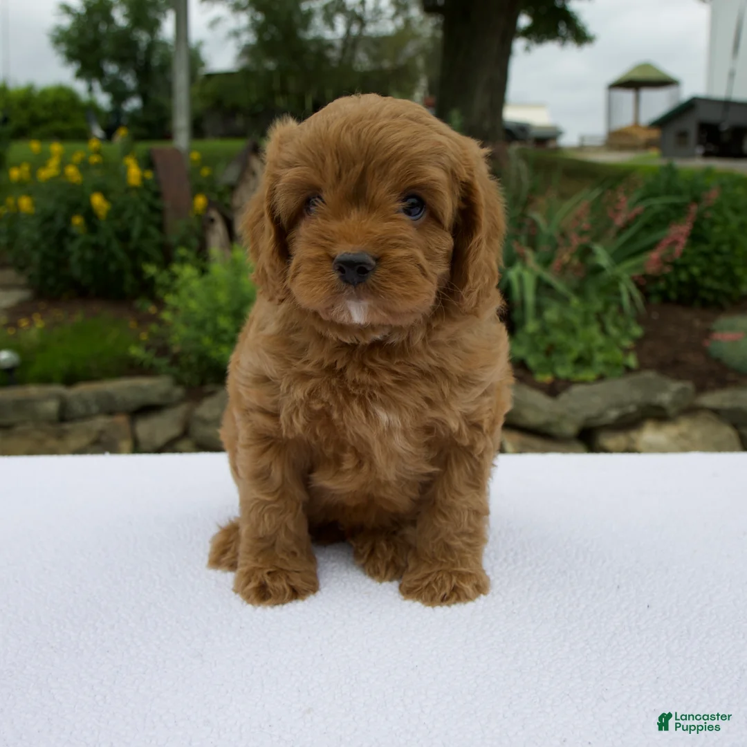 Cavapoo dogs for sale: Gage - Ad 1