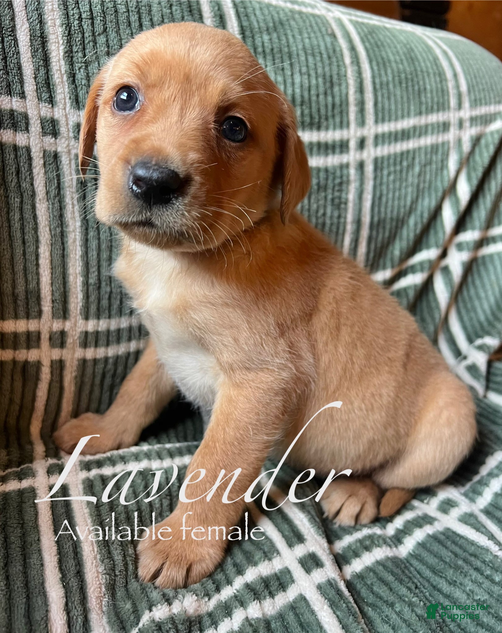 Labrador Retriever dogs Lavender - Ad 21