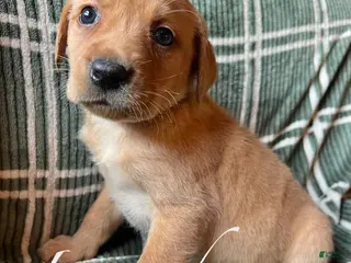 Labrador Retriever dogs Lavender - Ad 21