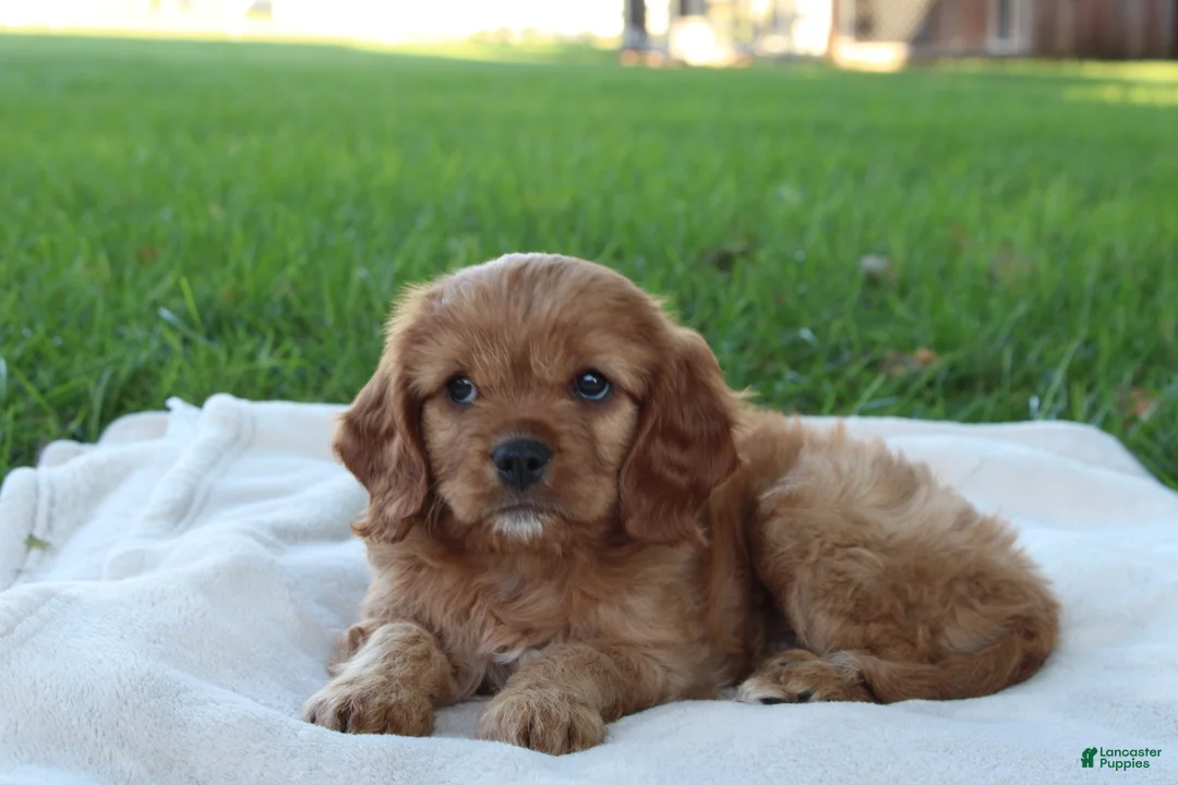 Cavapoo dogs for sale:  River - Ad 2