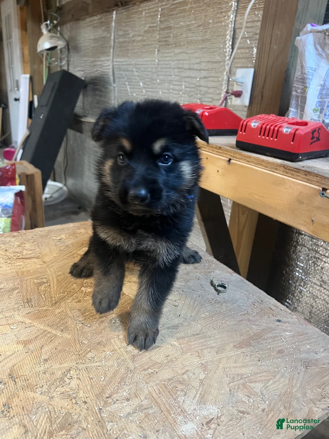 German Shepherd dogs for sale: Male 1 - Ad 1