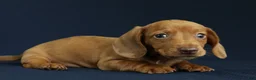 Miniature Dachshund dogs for sale: Cove 🌊 - Ad 3