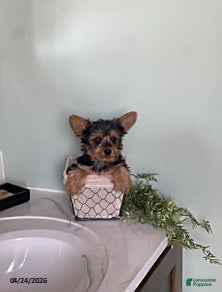 Yorkshire Terrier dogs Isaac - Ad 1