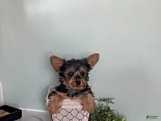 Yorkshire Terrier dogs for sale: Isaac - Ad 2