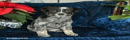 Australian Cattle Dog dogs for sale: Emma - Ad 1