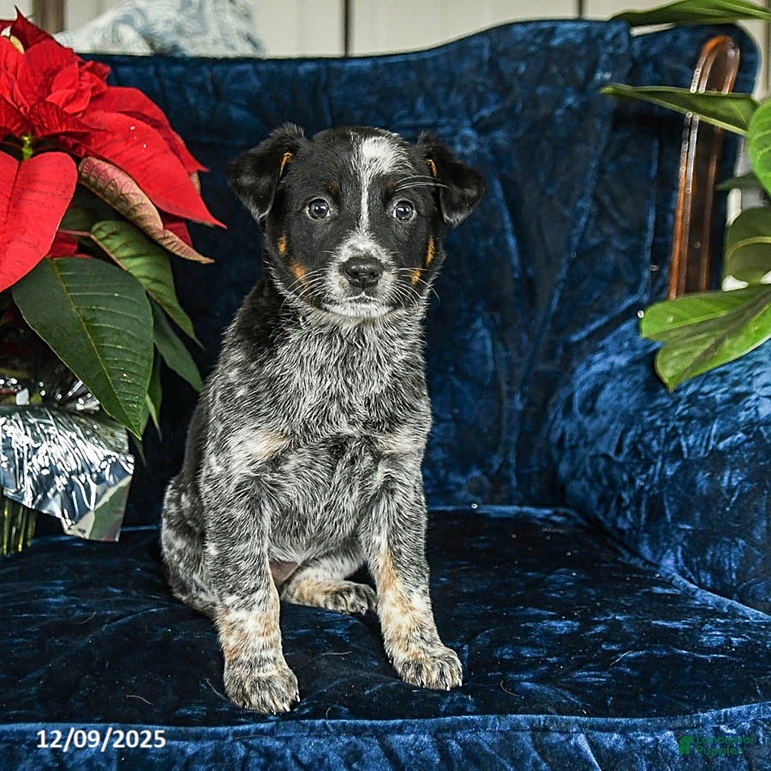Australian Cattle Dog dogs for sale: Emma - Ad 1