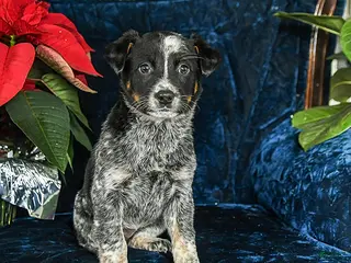 Australian Cattle Dog dogs Emma - Ad 8