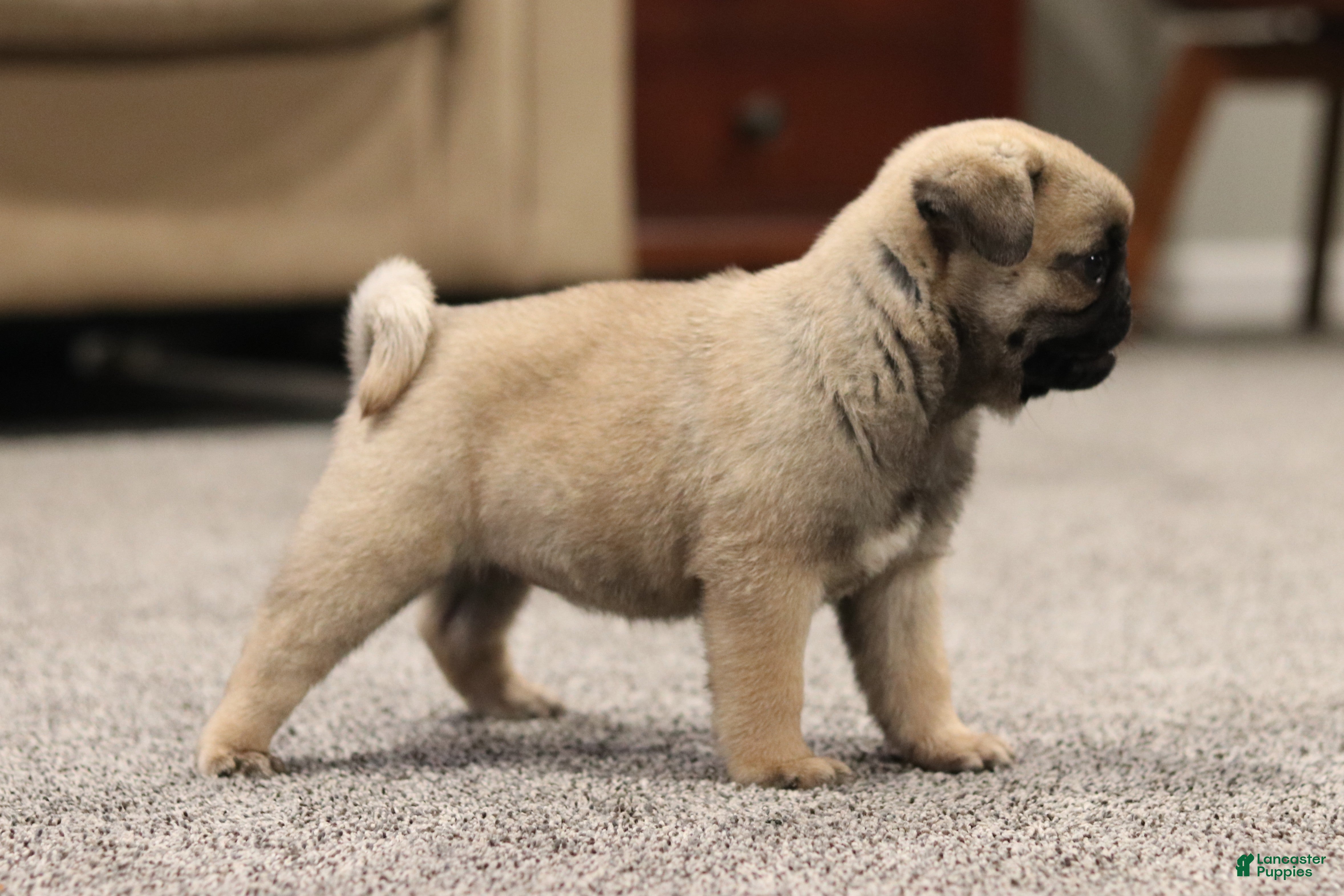 Pug dogs Champion Polly - Ad 2