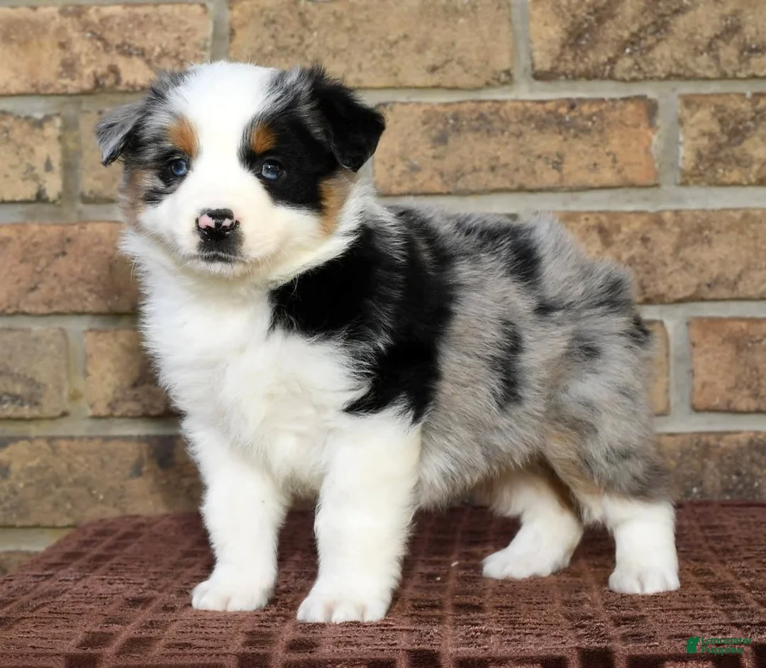 Gallery Image {{count}}