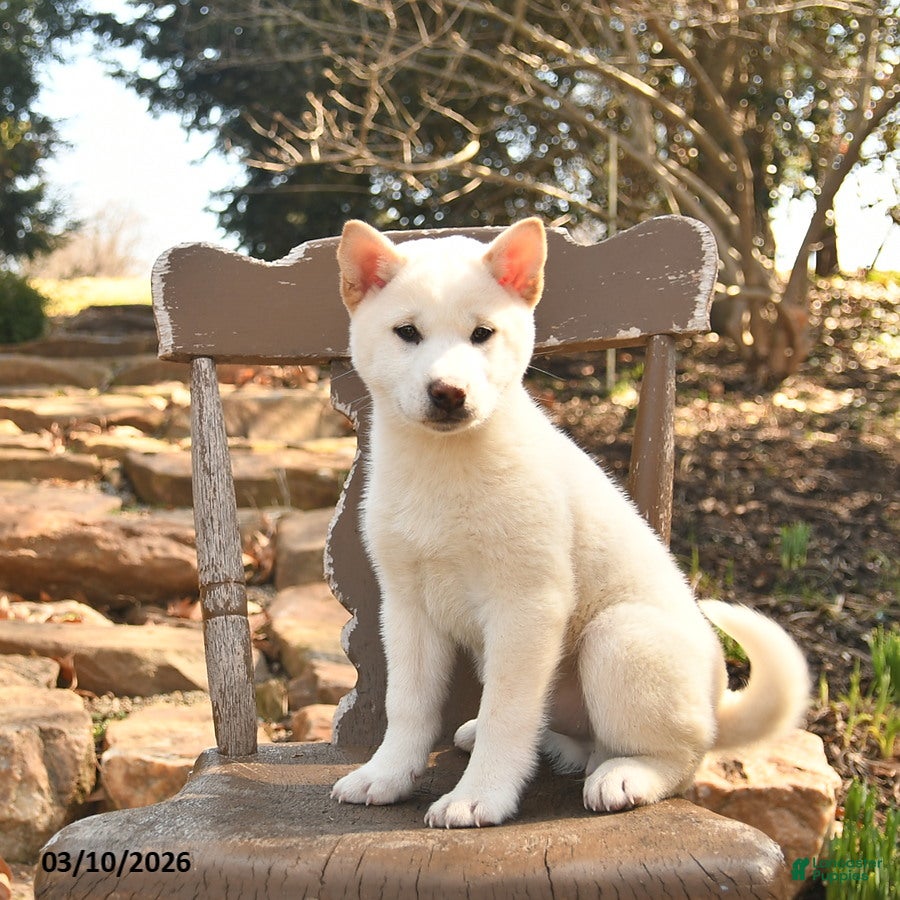 Shiba Inu dogs Spirit - Ad 1