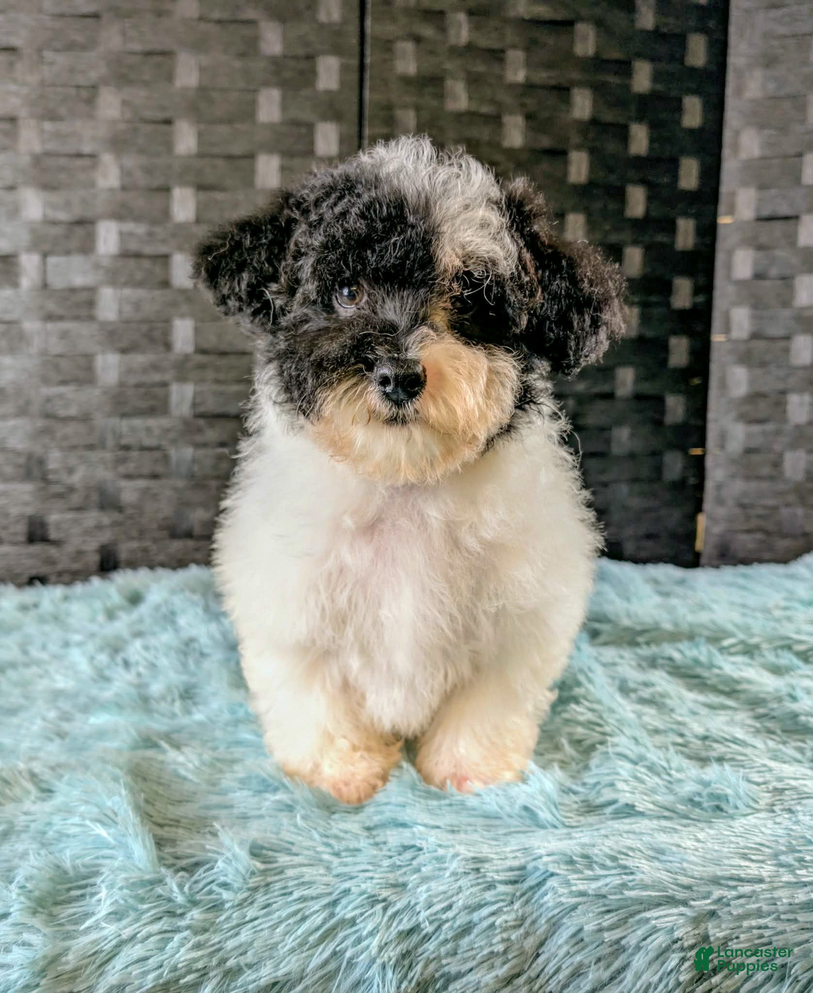 Havapoo dogs Pitno - Ad 1