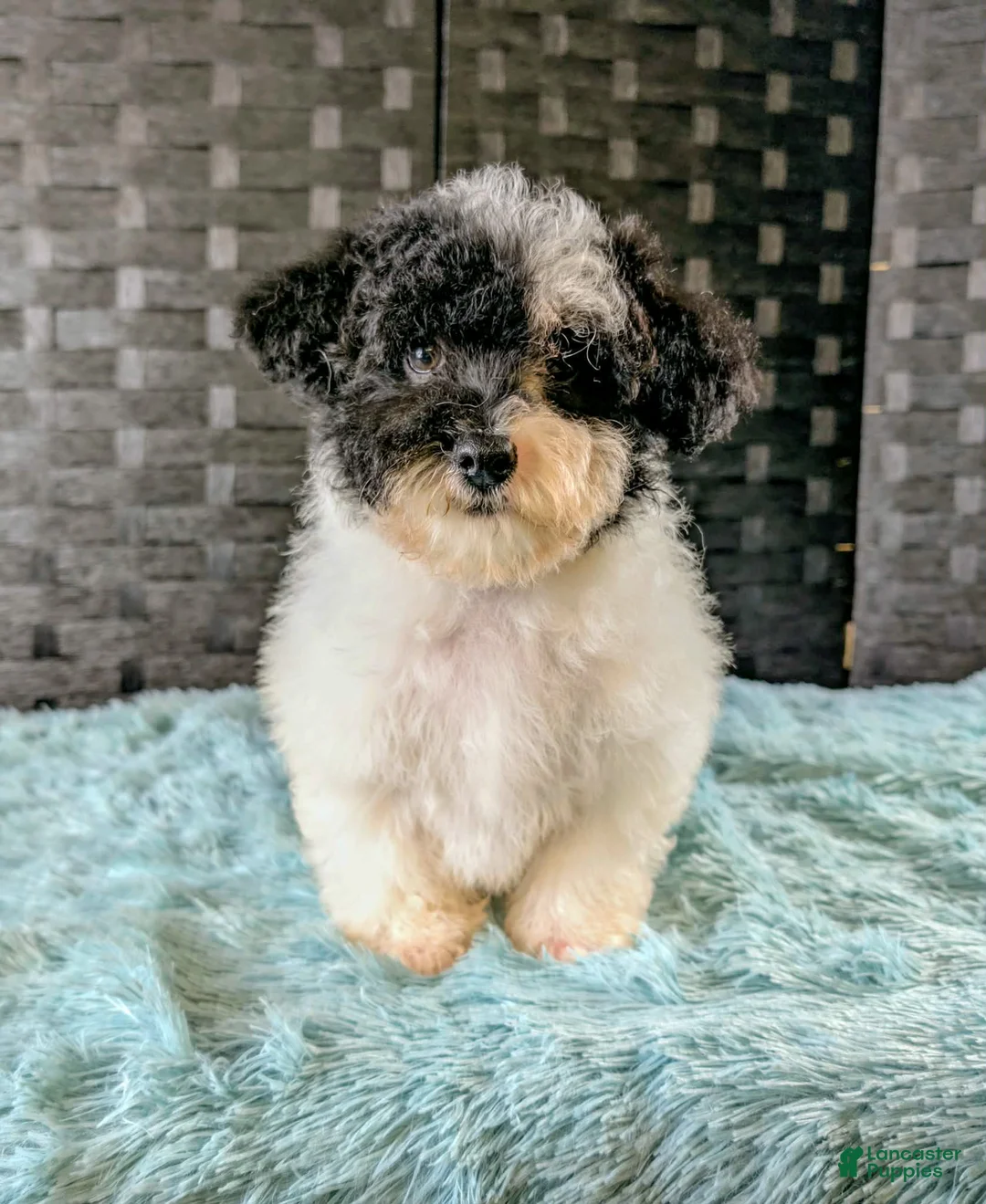 Havapoo dogs for sale: Pitno - Ad 1