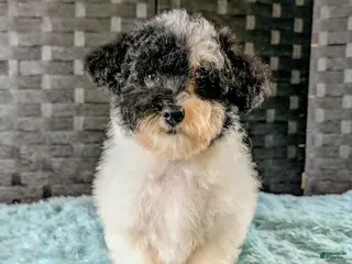 Havapoo dogs for sale: Pitno - Ad 2