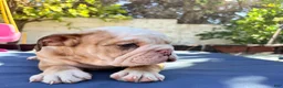 English Bulldog dogs for sale: Baby dime /mini bulldog - Ad 5