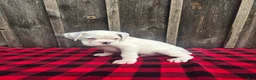 Boxer dogs for sale: Deacon - Ad 4