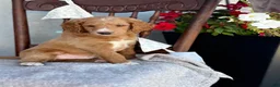 Goldendoodle dogs for sale: Chaser - Ad 11