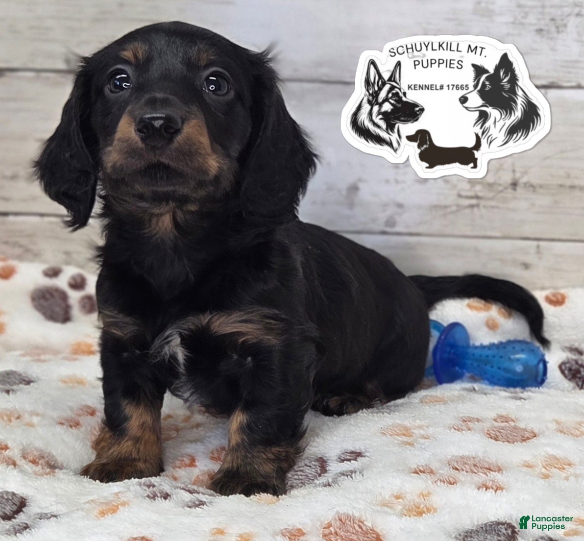 Miniature Dachshund dogs Marvin - Ad 9