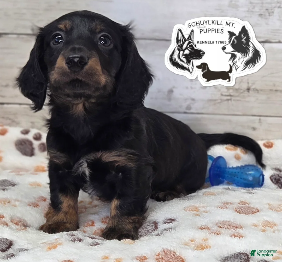Miniature Dachshund dogs for sale: Marvin - Ad 1