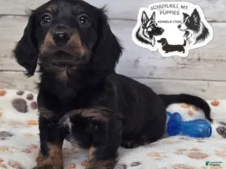 Miniature Dachshund dogs Marvin - Ad 9