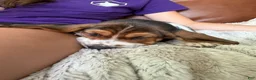 Basset Hound dogs for sale: George - Ad 4