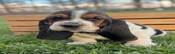 Basset Hound dogs for sale: Adelaide - Ad 3