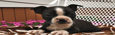 Lola 